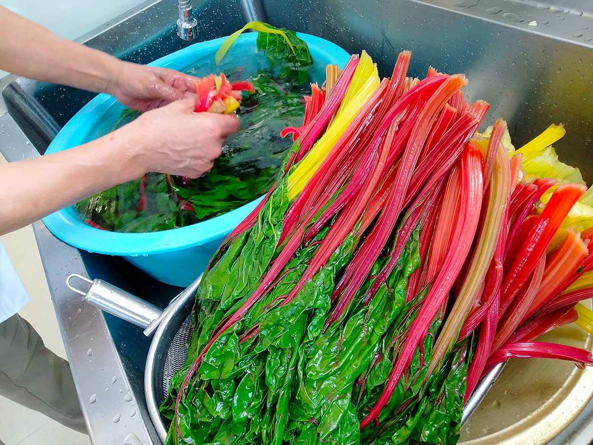 Washing freshly picked rainbow chard